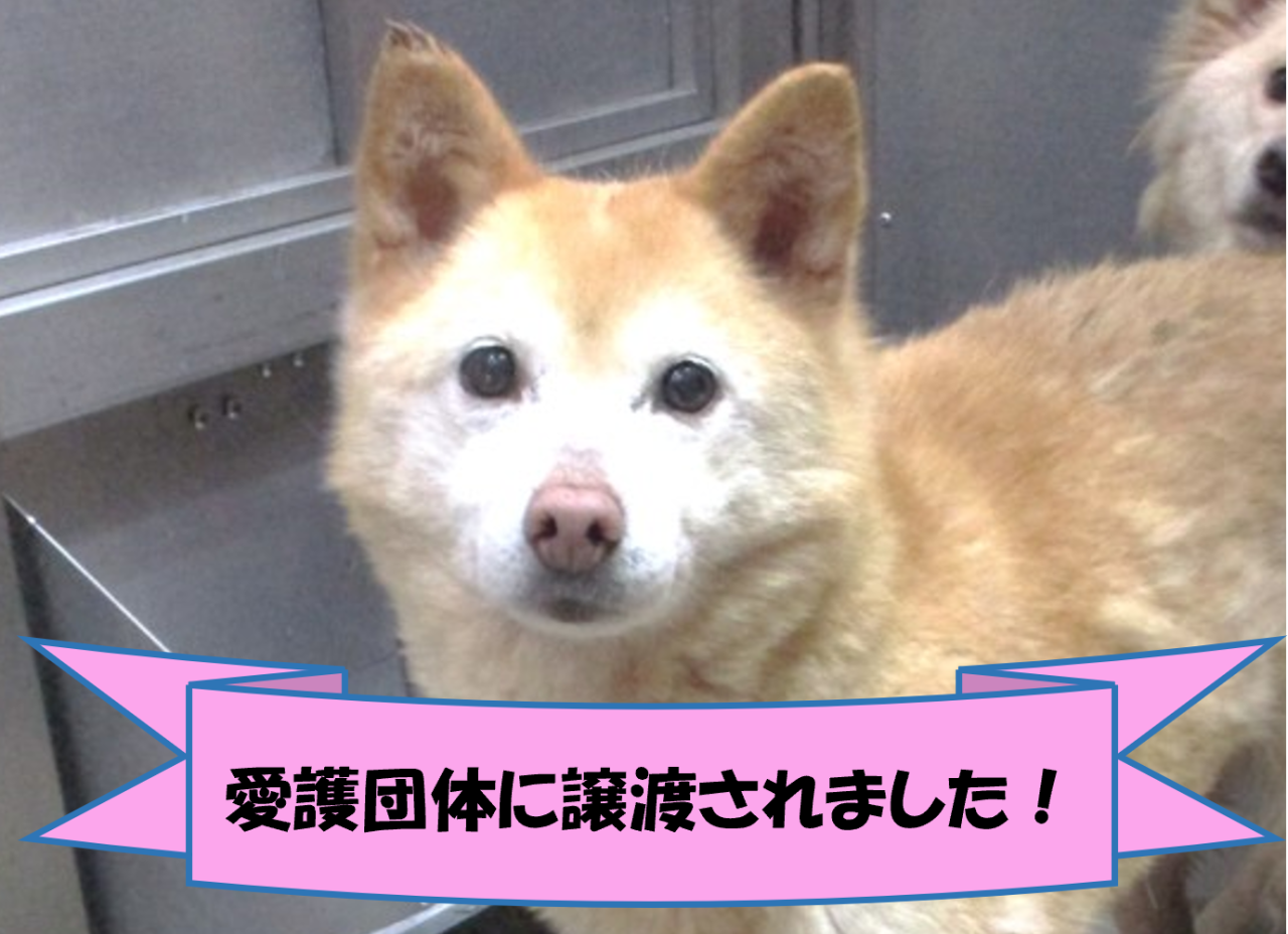 犬の写真